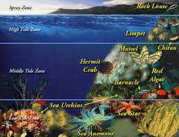 Characteristics - Intertidal Zone